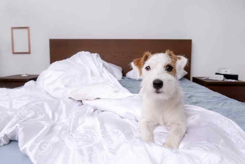 Best Dog Friendly Resorts In America