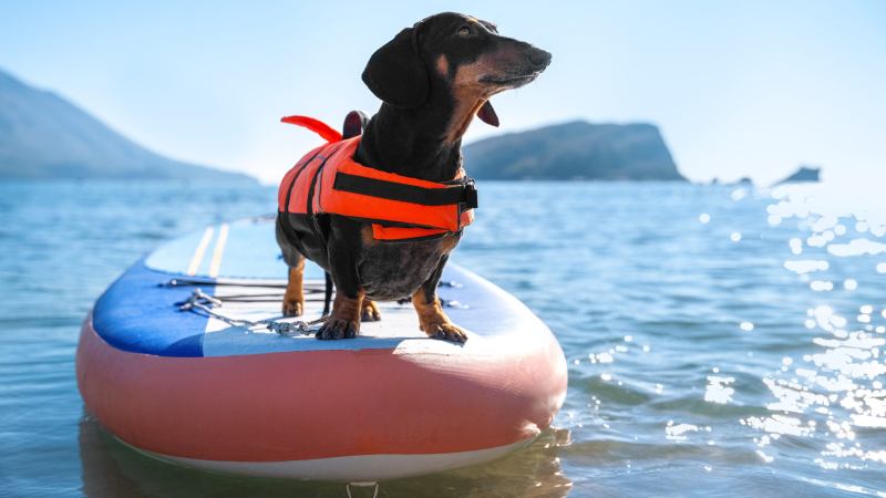 Best Dog Friendly Resorts In California