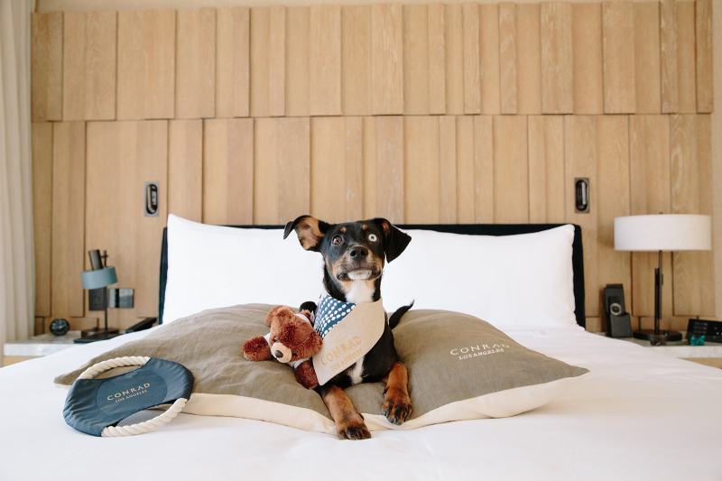 Best Dog Friendly Resorts In Colorado