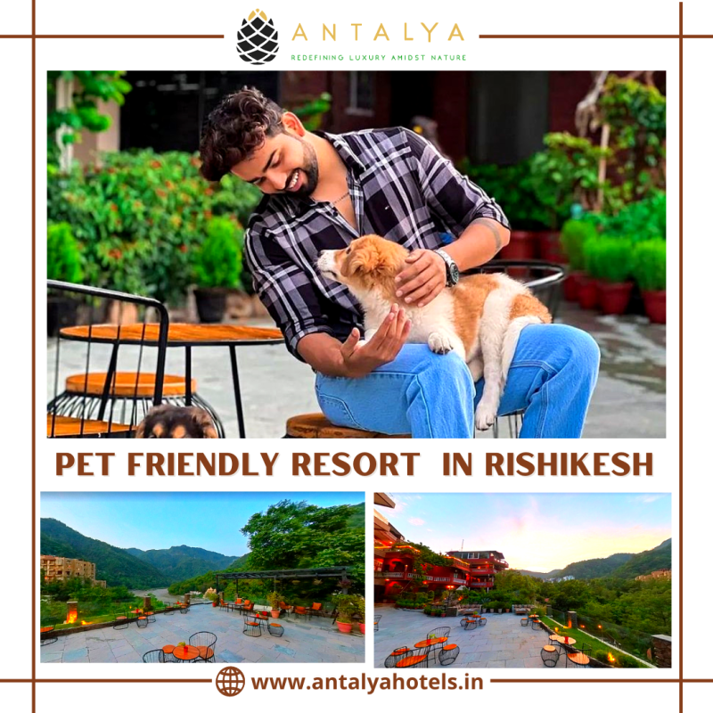 Best Dog Friendly Resorts Near Me