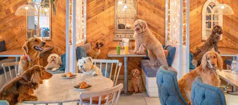 Best Dog Friendly Restaurants London