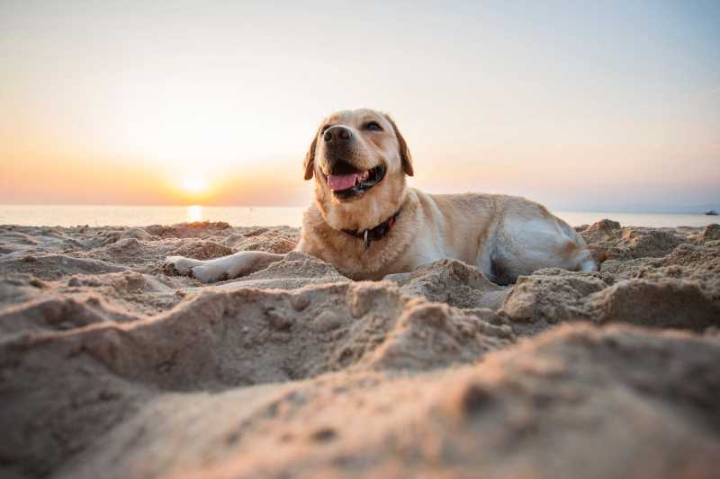 Best Dog Friendly Seaside Towns Uk