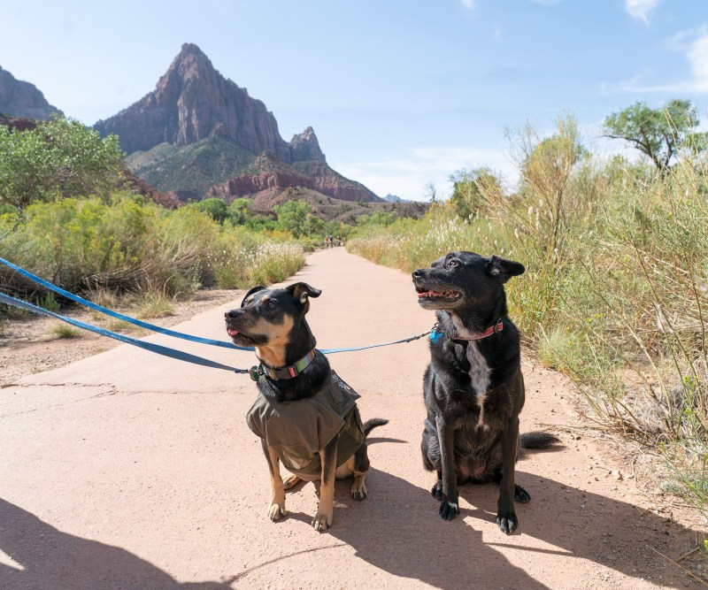 Best Dog Friendly Trails