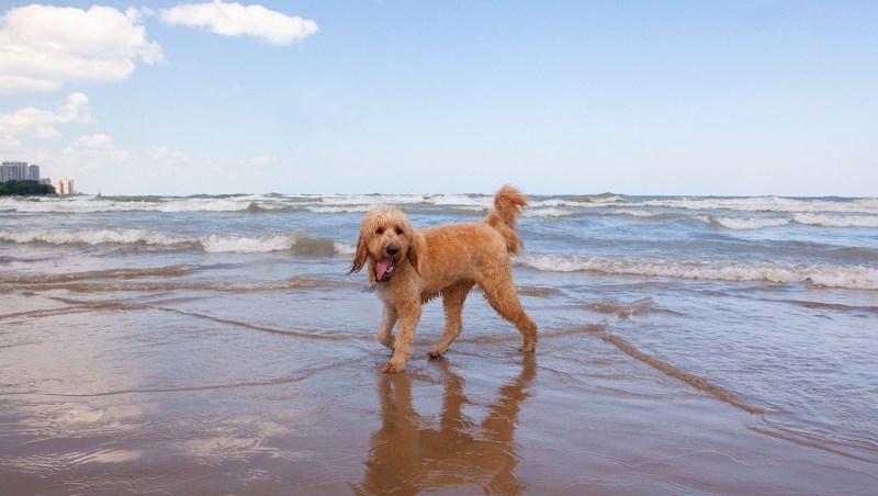 Best Dog Friendly Vacation Spots