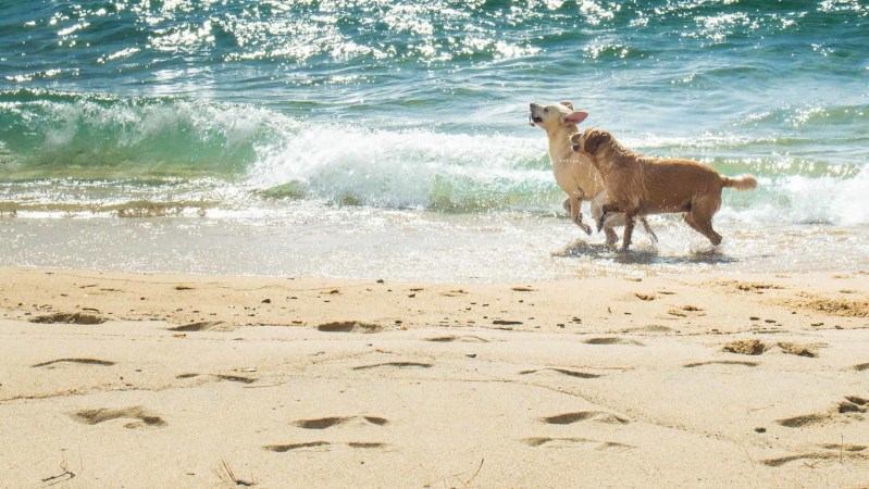 Best Dog Friendly Vacations In California