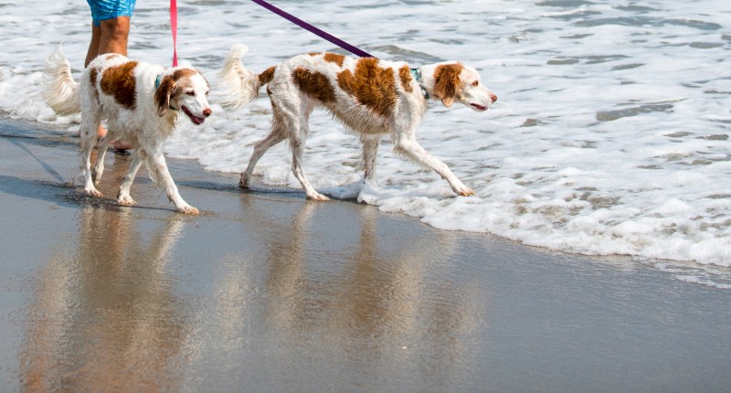 Best Dog Friendly Vacations North Carolina