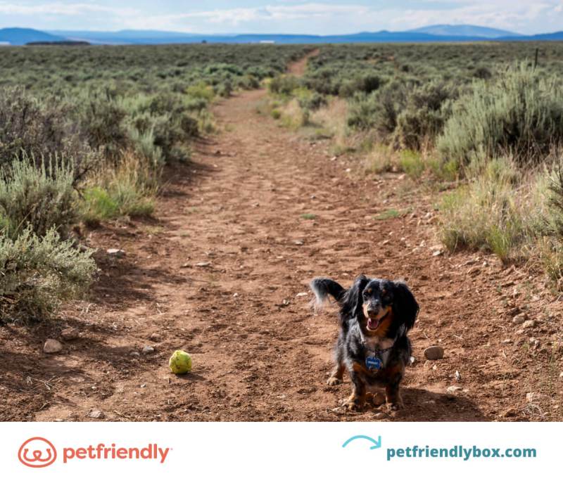 Best Dog Friendly Vacations