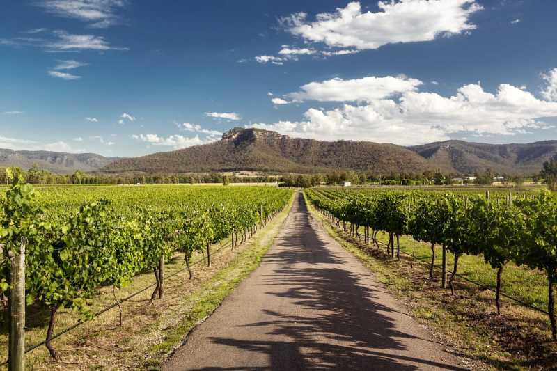 Best Dog Friendly Wineries Hunter Valley