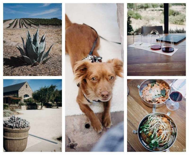 Best Dog Friendly Wineries In Paso Robles