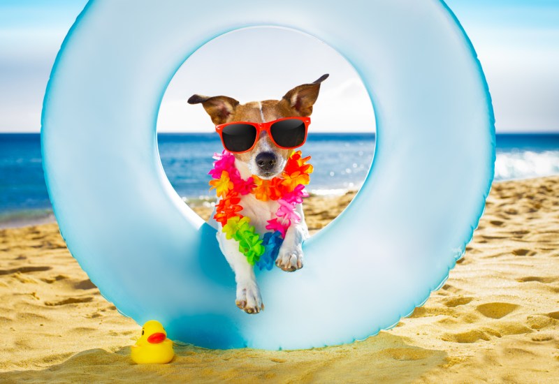 Best Dog Vacations In Florida