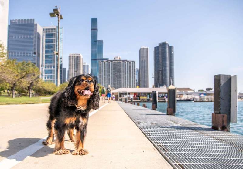 Best Dog Vacations Midwest