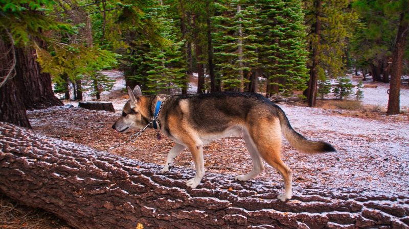 Best Hiking Vacations With Dogs