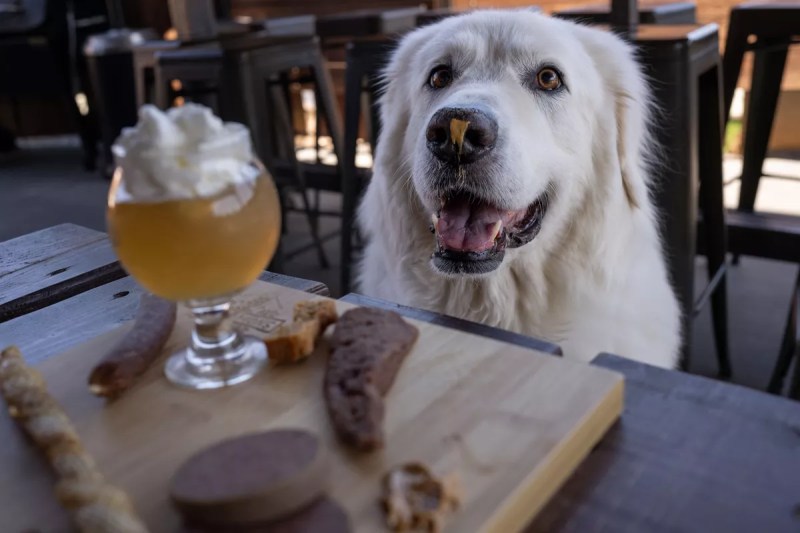 Best Outdoor Dog Friendly Restaurants Near Me