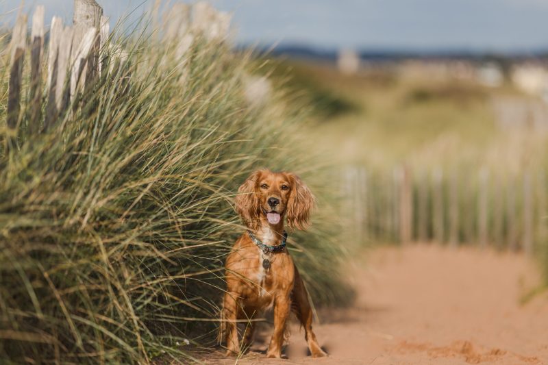 Best Pet Friendly Holidays Uk