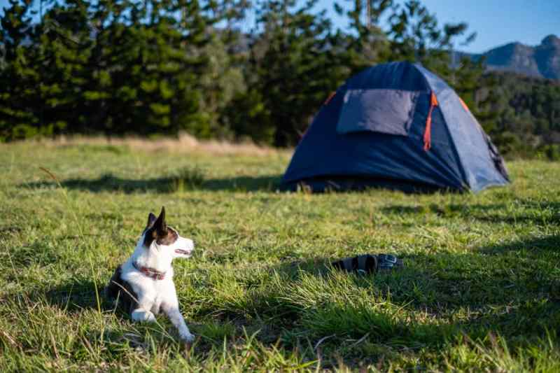 Best Pet Friendly Travel Trailers