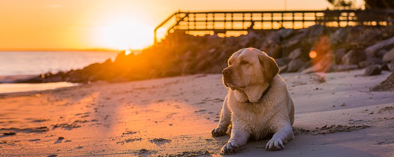 Best Pet Friendly Vacations In The Us