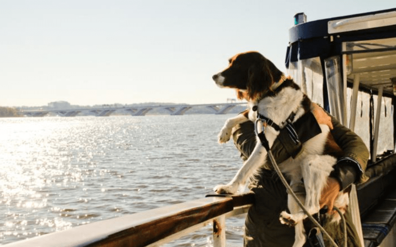 Dog Friendly Boat Trips Near Me