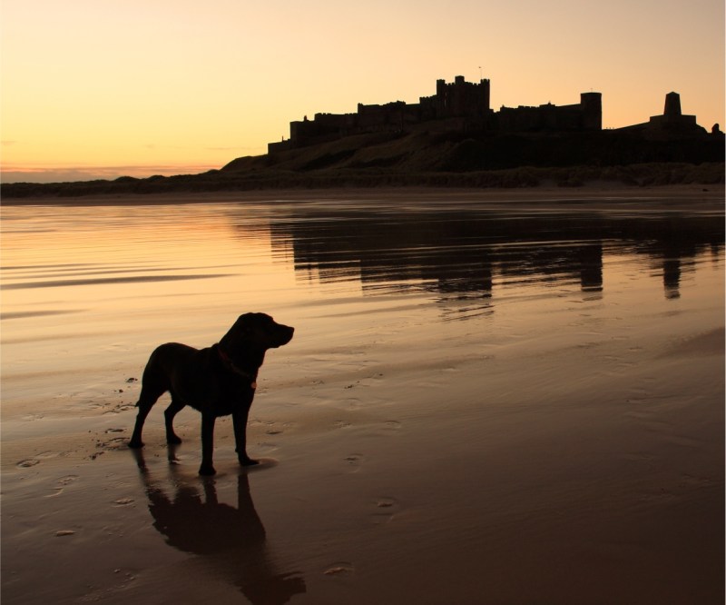 Dog Friendly Holidays Abroad