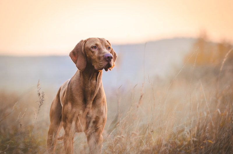 Dog Friendly Holidays Devon And Dorset