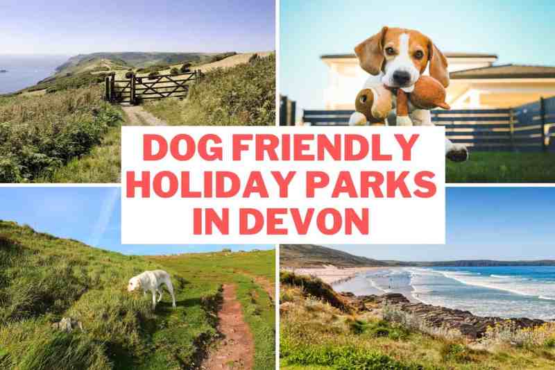 Dog Friendly Holidays Devon