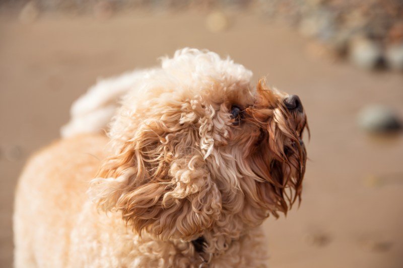 Dog Friendly Holidays Lincolnshire