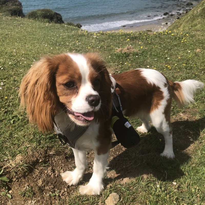 Dog Friendly Holidays Pembrokeshire