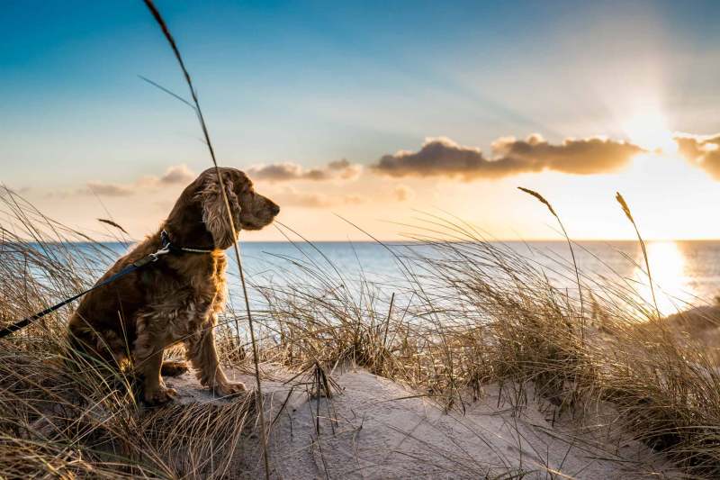 Dog Friendly Holidays Uk Beach