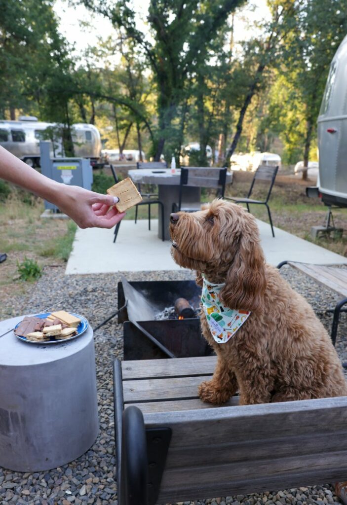 Dog Friendly Lodging Near Yosemite