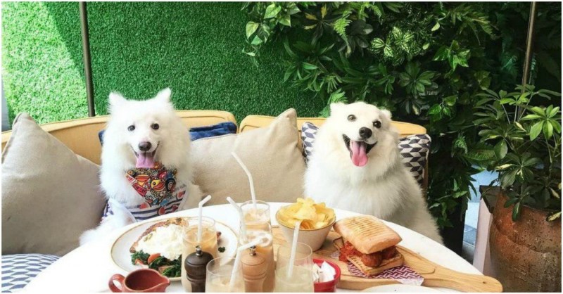 Dog Friendly Places Near Me To Eat