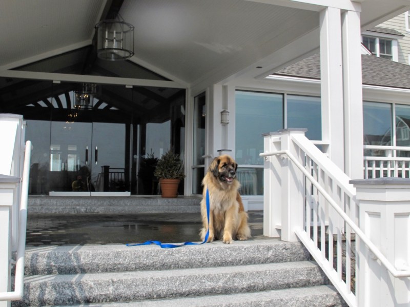 Dog Friendly Places To Stay East Coast