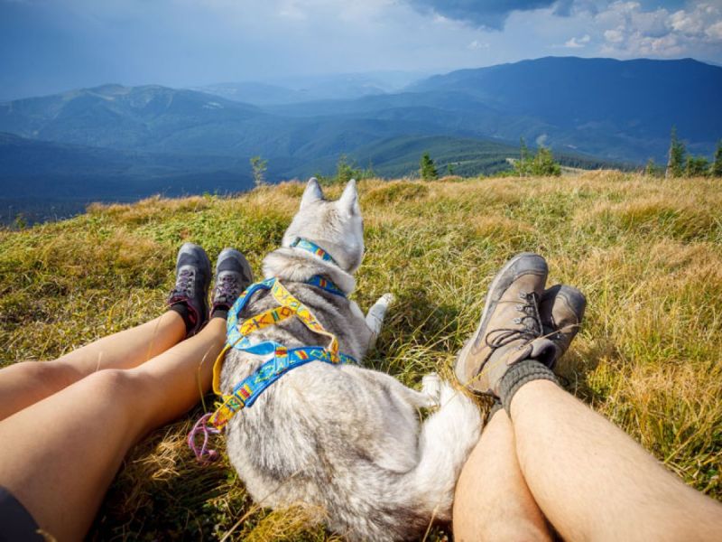 Dog Friendly Resorts Tennessee