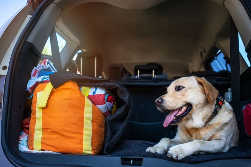 Dog Friendly Trip Ideas