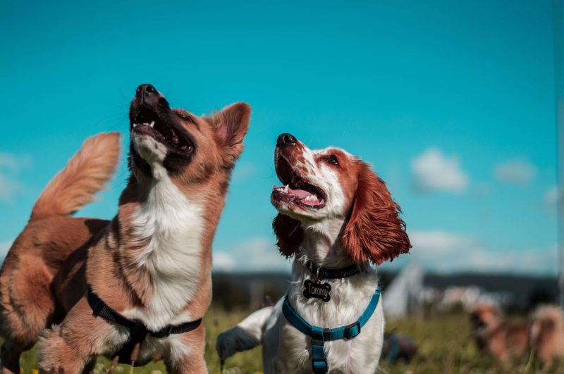 Dog Friendly Trips Ontario