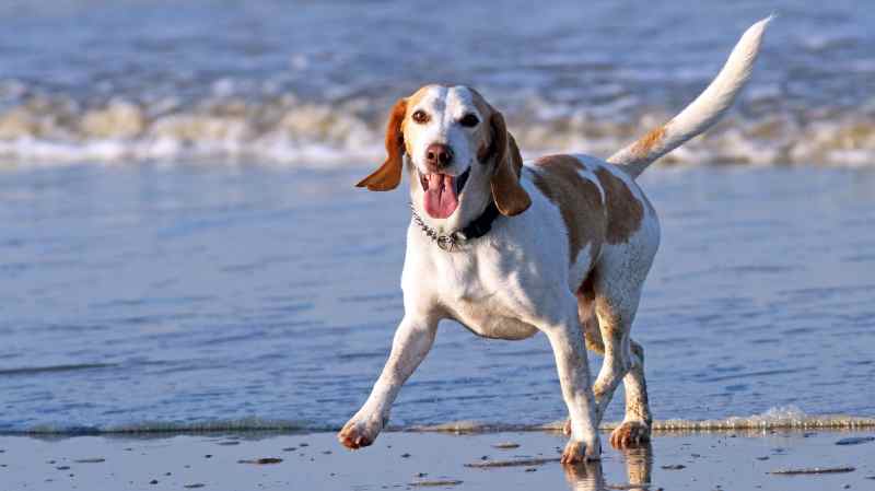 Dog Friendly Vacations East Coast