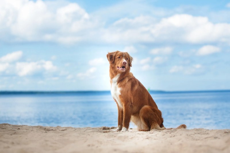 Dog Friendly Vacations In New England