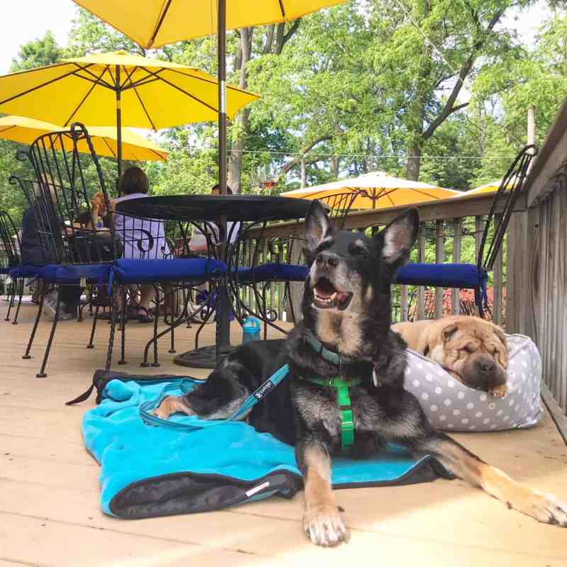 Dog Friendly Vacations In Northeast