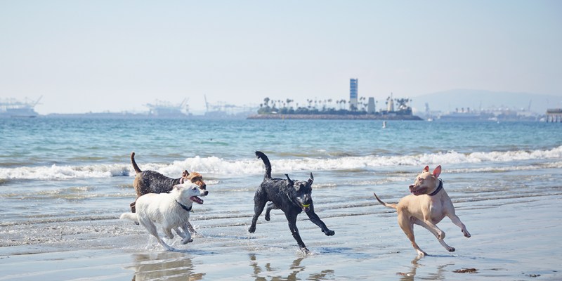 Dog-friendly Vacations In Southern California