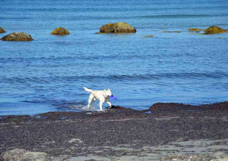 Dog Friendly Vacations In The Northeast