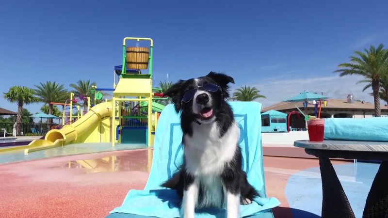 Dog Friendly Vacations In The Us