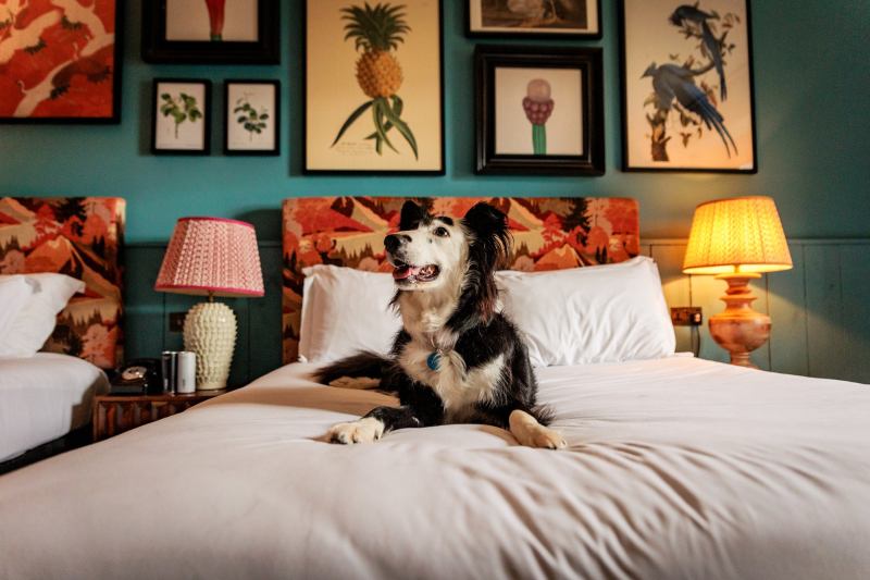 Dog Friendly Vacations Mid Atlantic