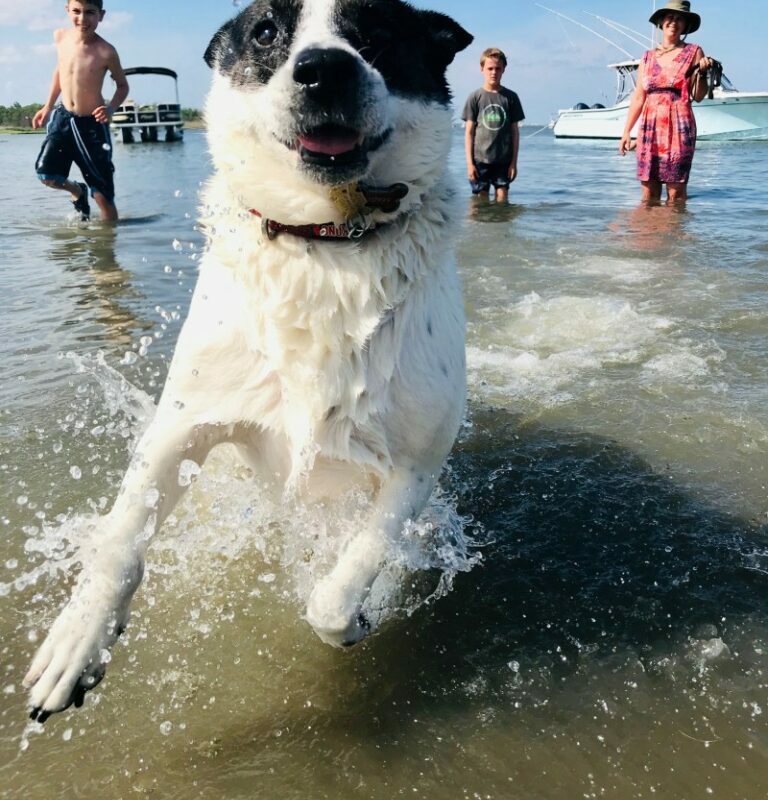 Dog Friendly Vacations Near Me