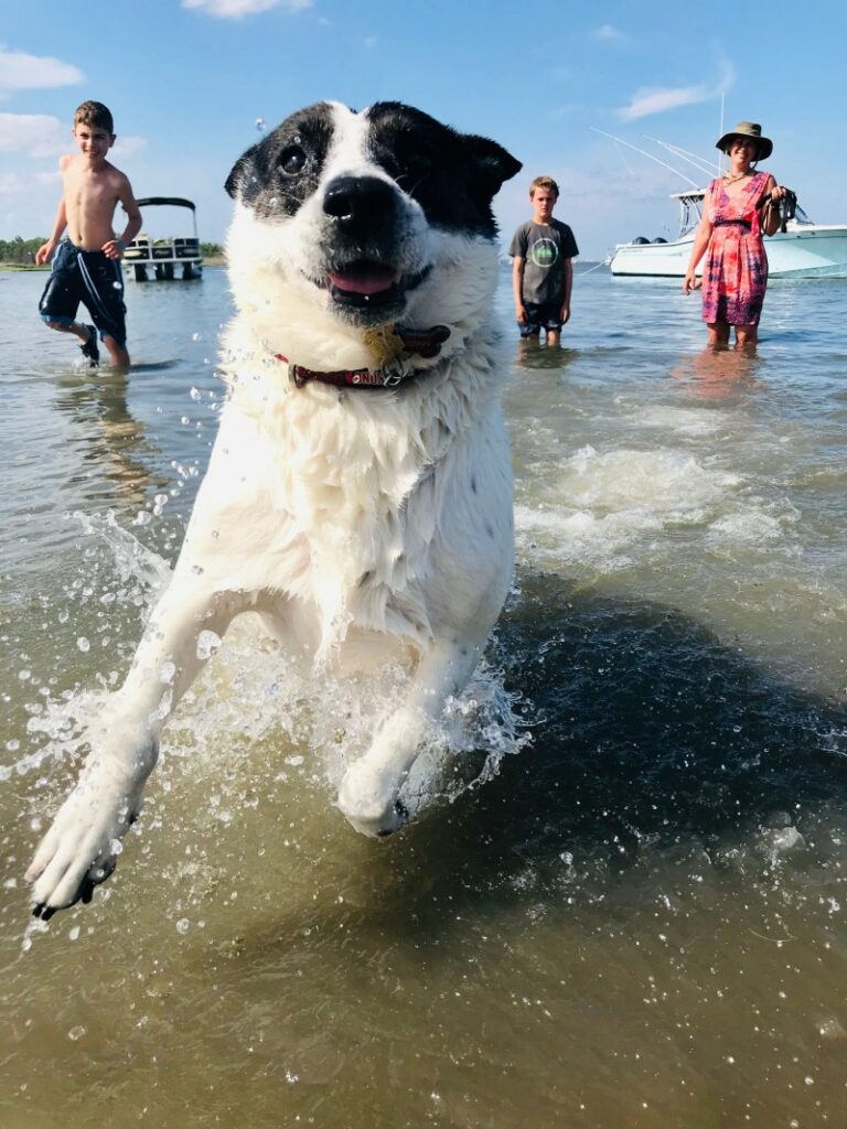 Dog Friendly Vacations Near Me