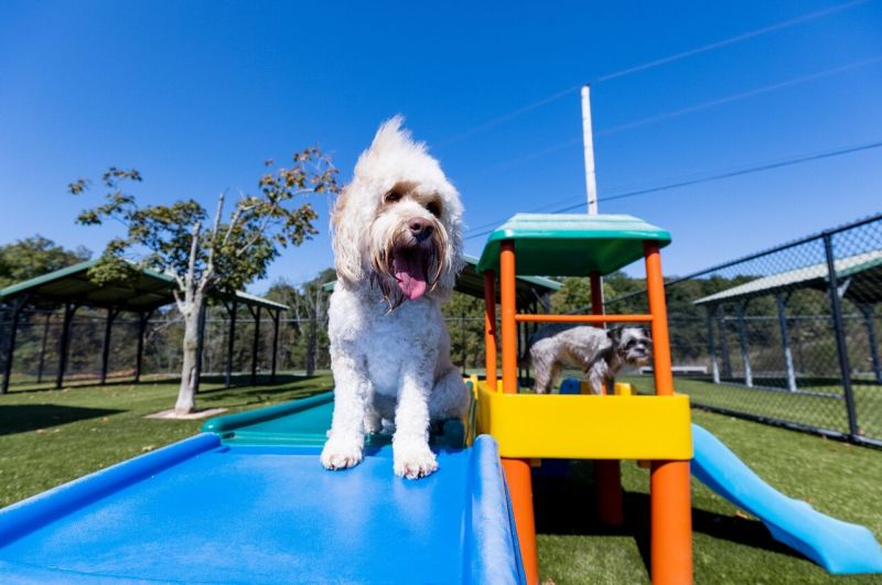 Dog Friendly Vacations Near Philadelphia