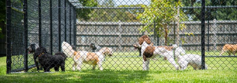 Dog Vacation Kennels Near Me