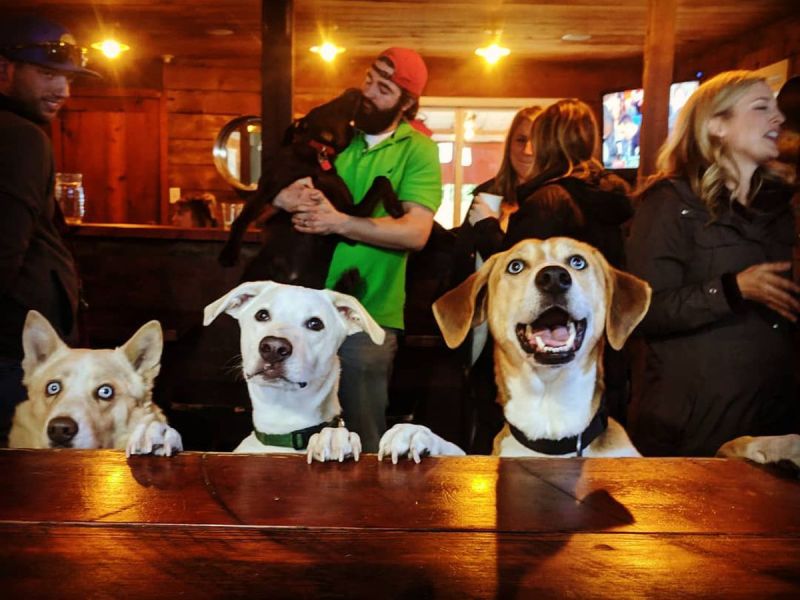 Fun Dog Friendly Places Near Me