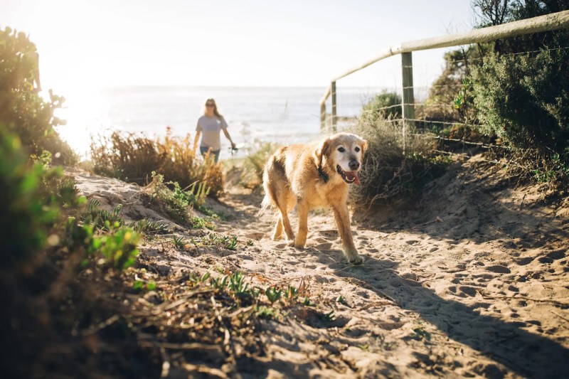 Good Dog Friendly Beaches Near Me