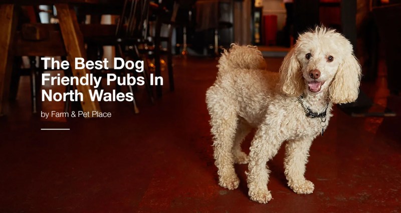 Good Dog Friendly Pubs Near Me