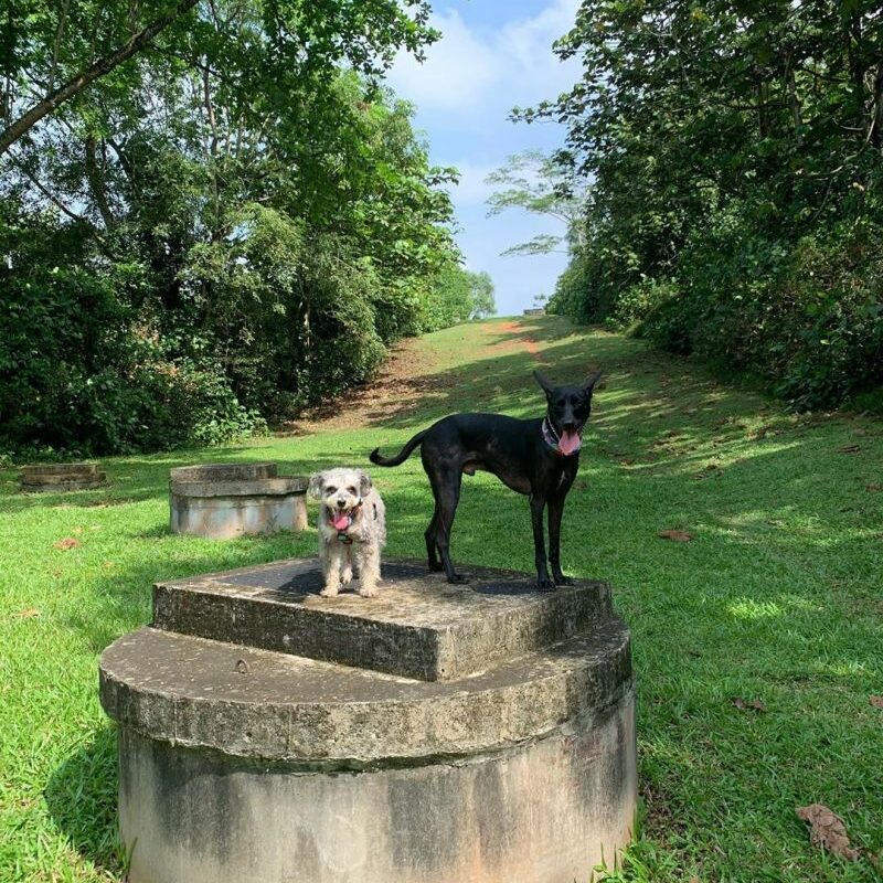 Good Dog Friendly Walks Near Me