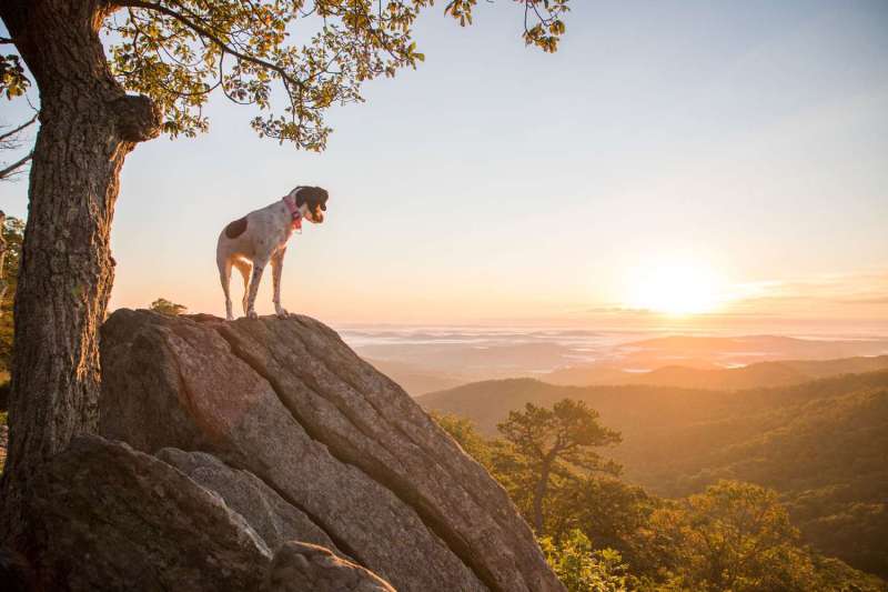 Hiking Vacations With Dogs