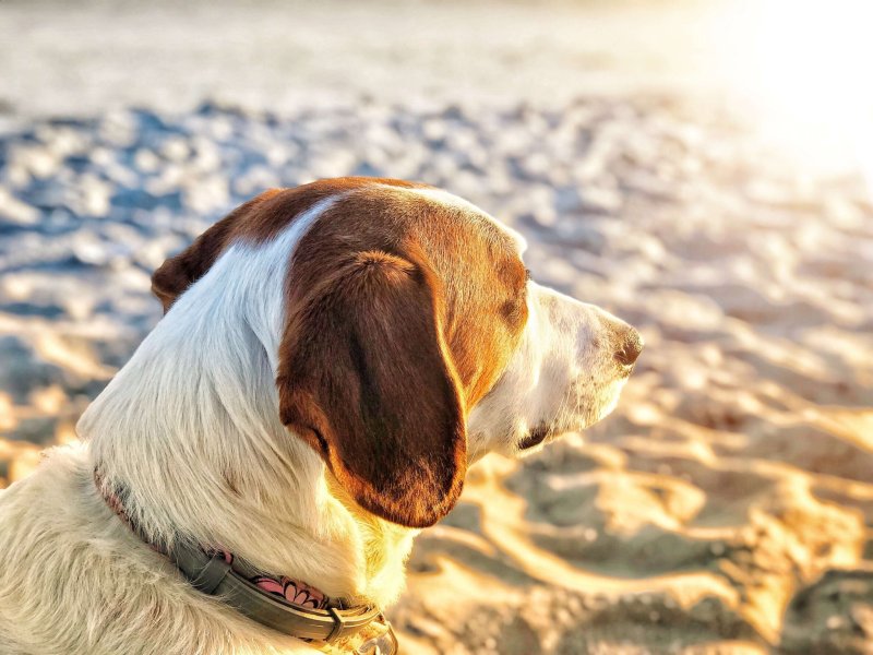 Pet Friendly Beach Vacations Near Me